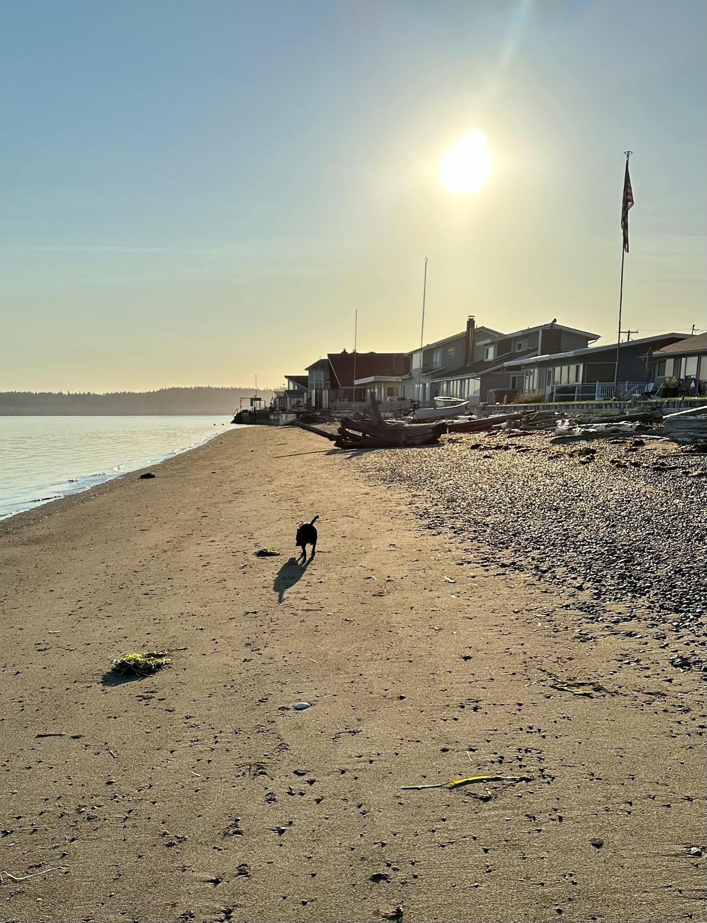 Dog running on the beach at golden hour